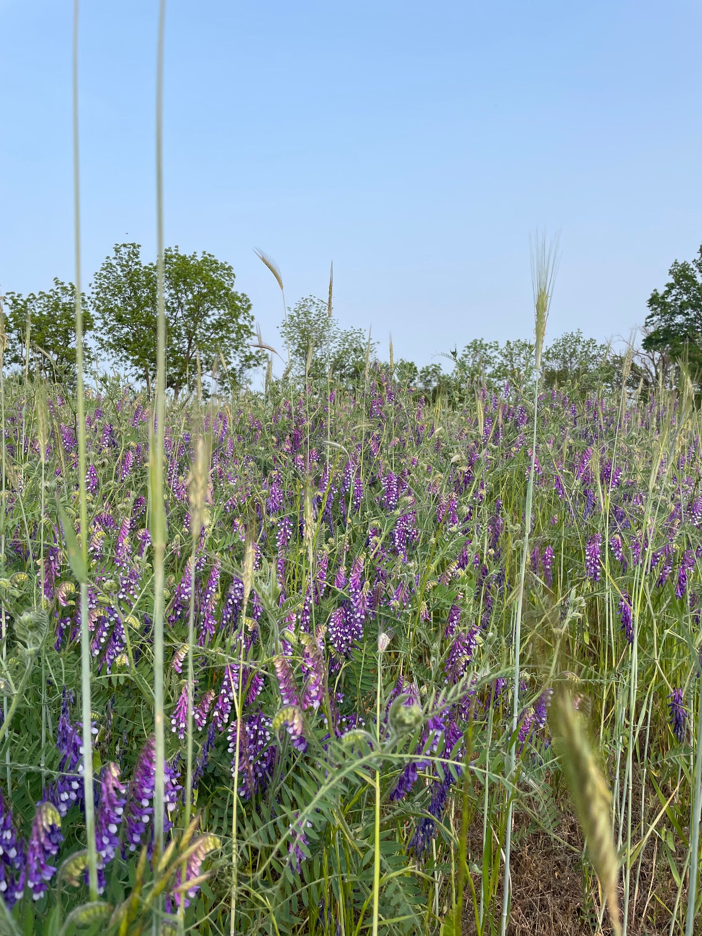 Purple Hairy Vetch Photo Session