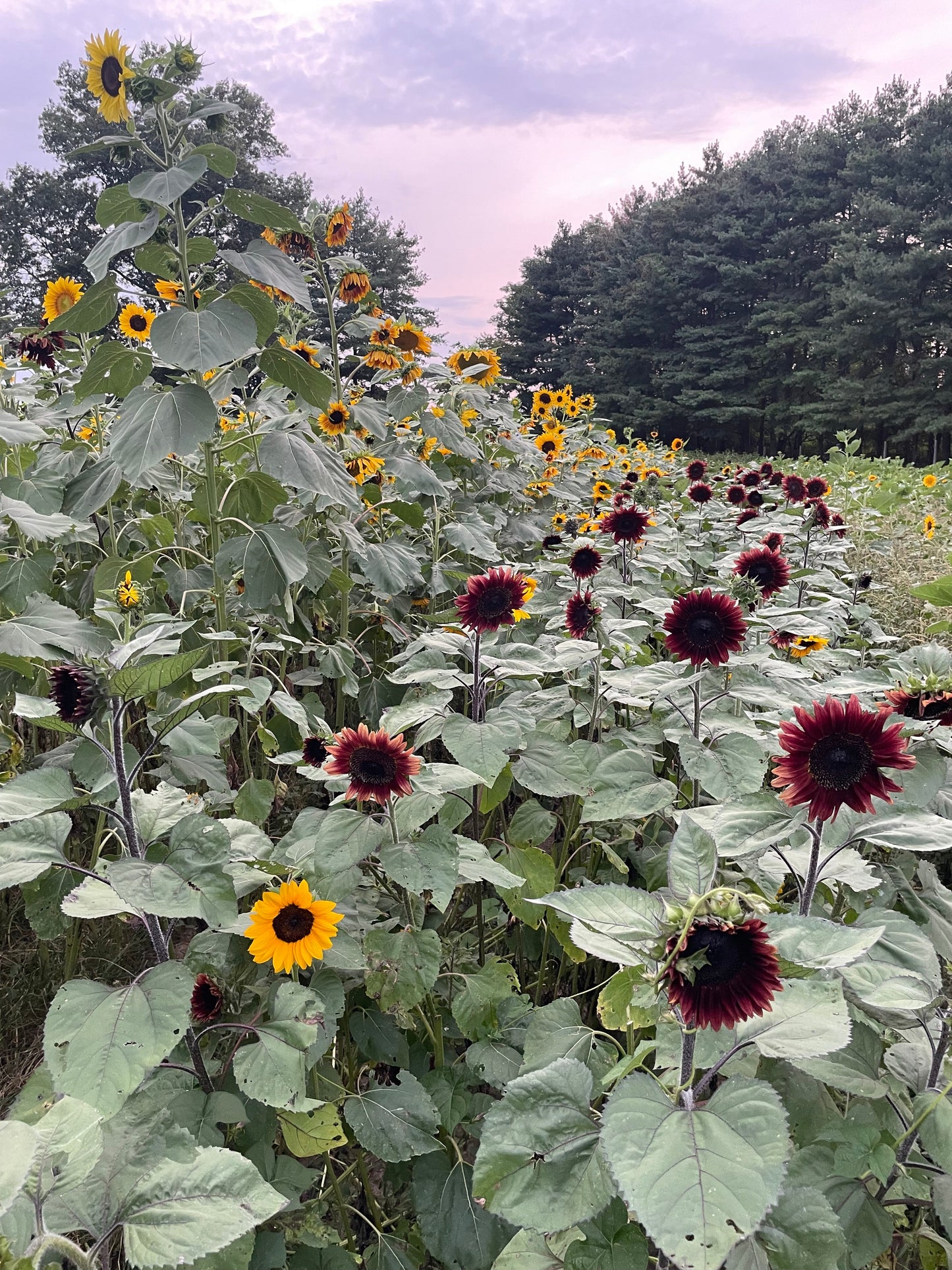 Photographer Farm Tour