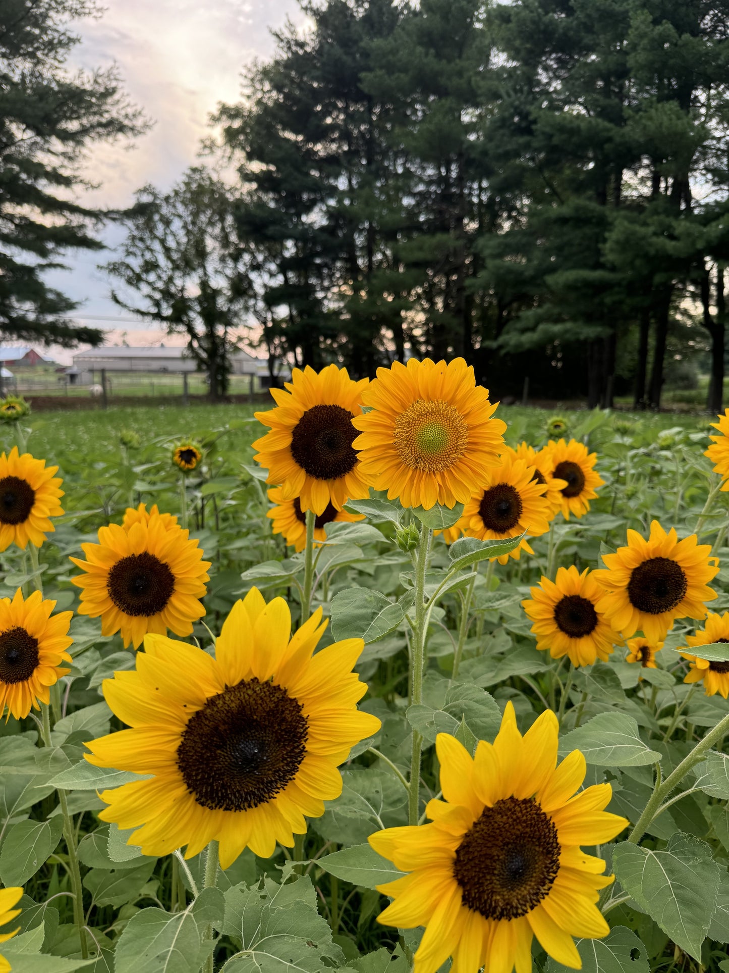 Photographer Farm Tour