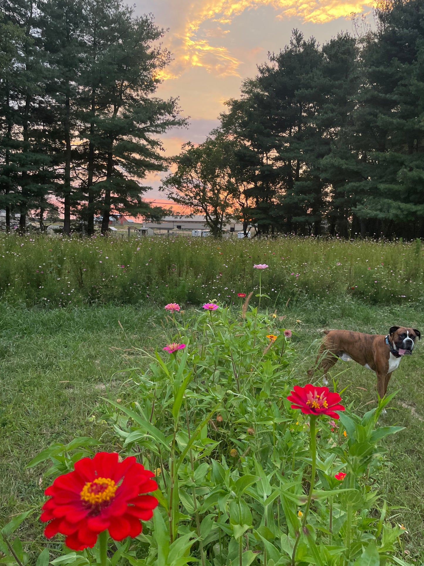 Full Farm Photo Session