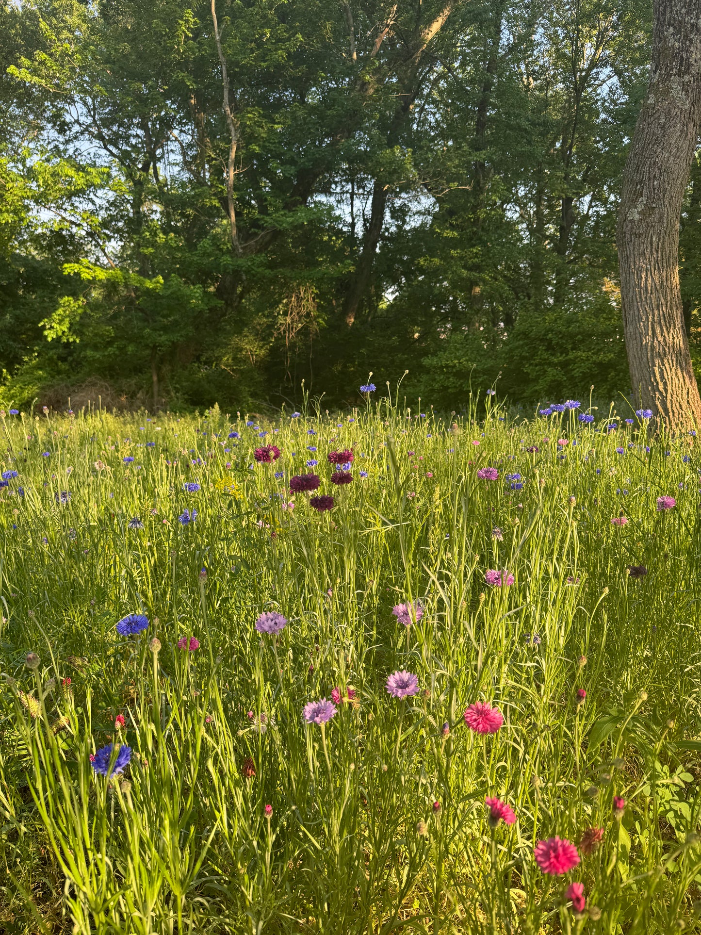 Spring Wildflowers Photo Session