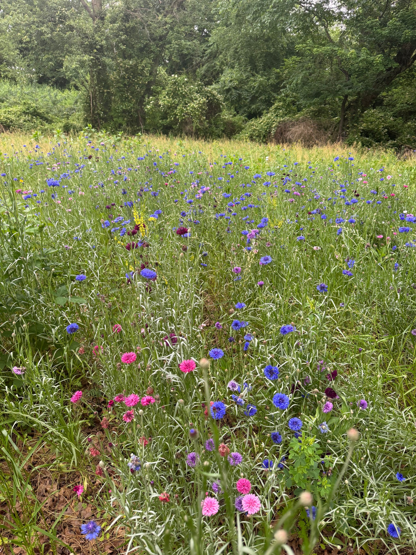 Spring Wildflowers Photo Session