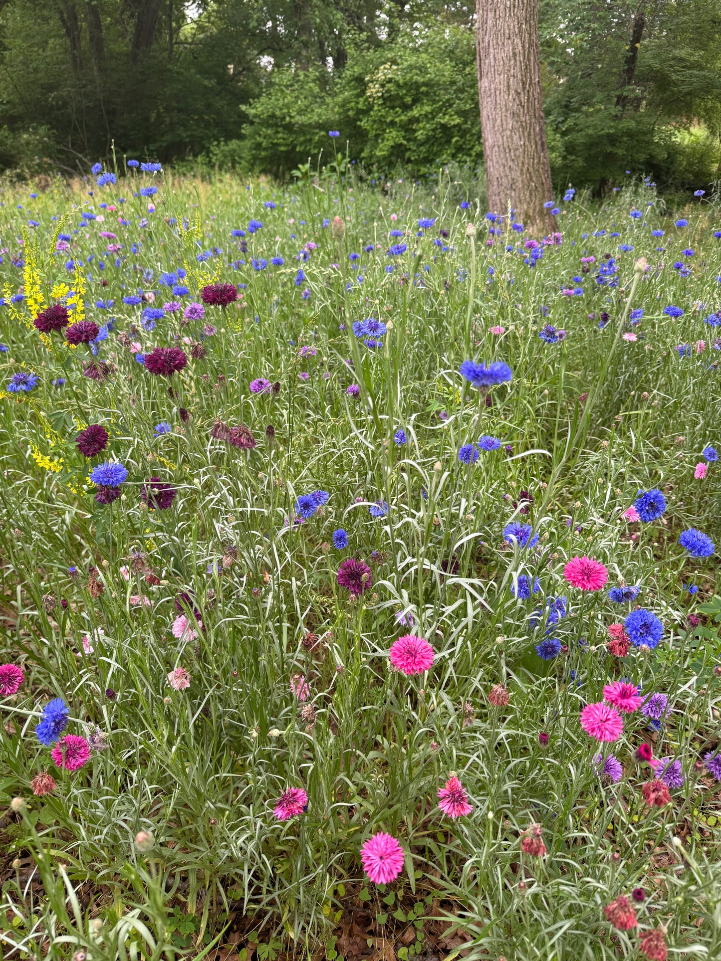 Spring Wildflowers Photo Session