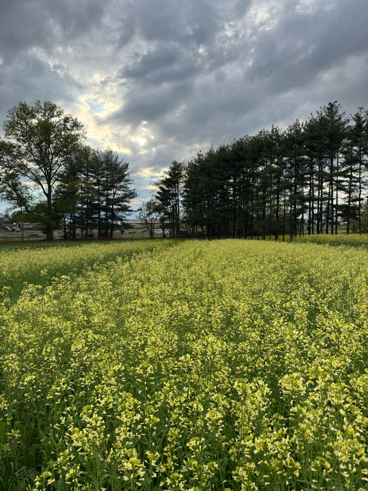 Yellow Mustard Photo Session