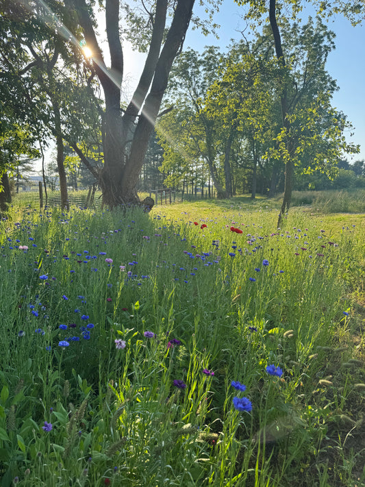 Spring Wildflowers Photo Session