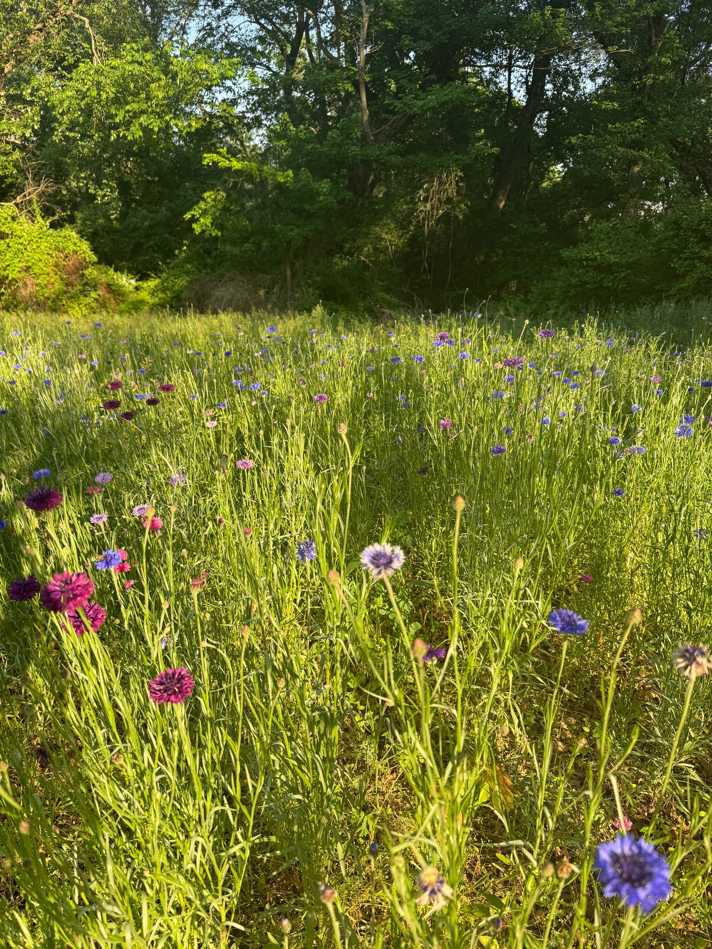 Spring Wildflowers Photo Session