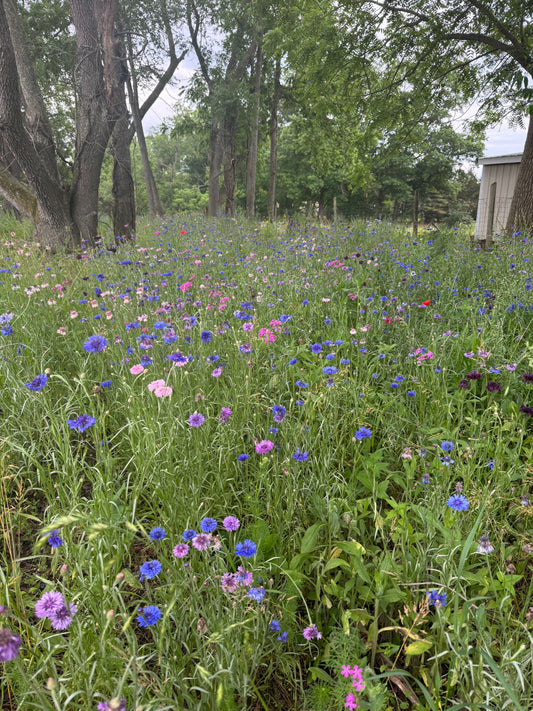 Spring Wildflowers Photo Session