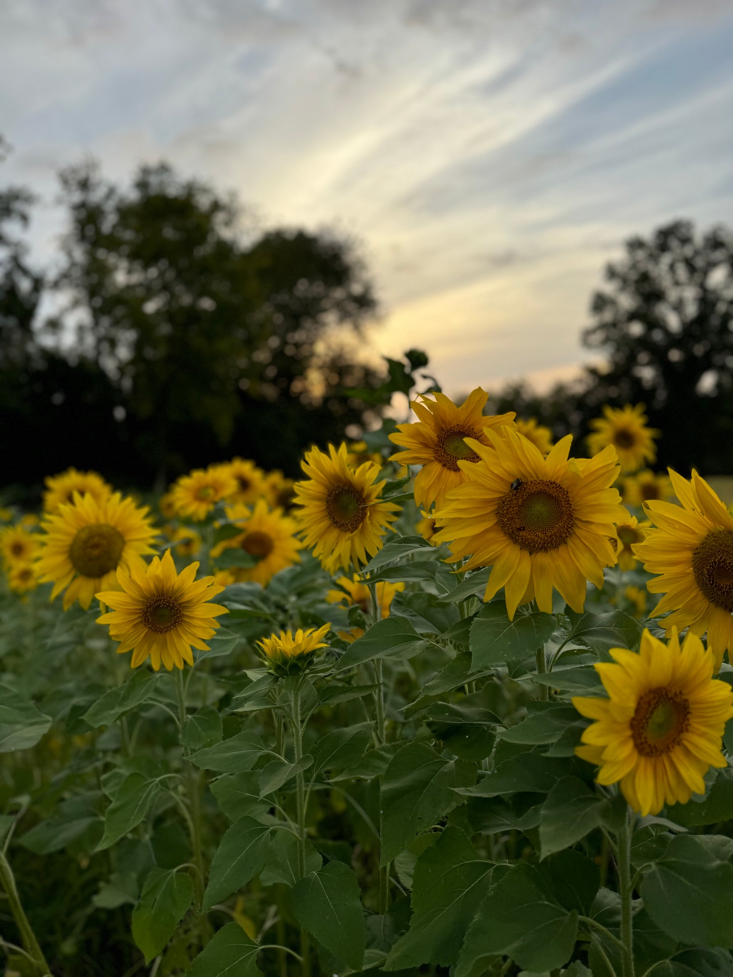 Full Farm Photo Session