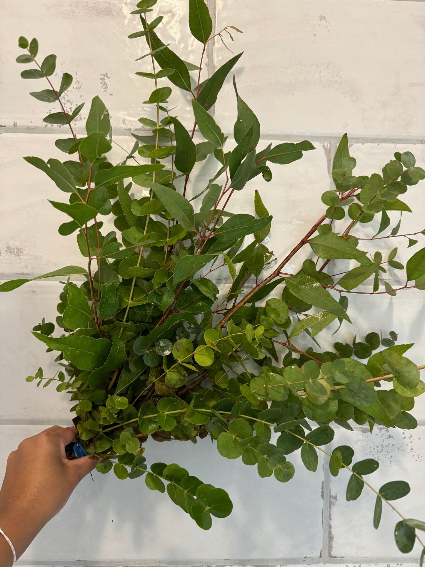 Fresh Eucalyptus Shower Bundle - Local NJ Pick Up