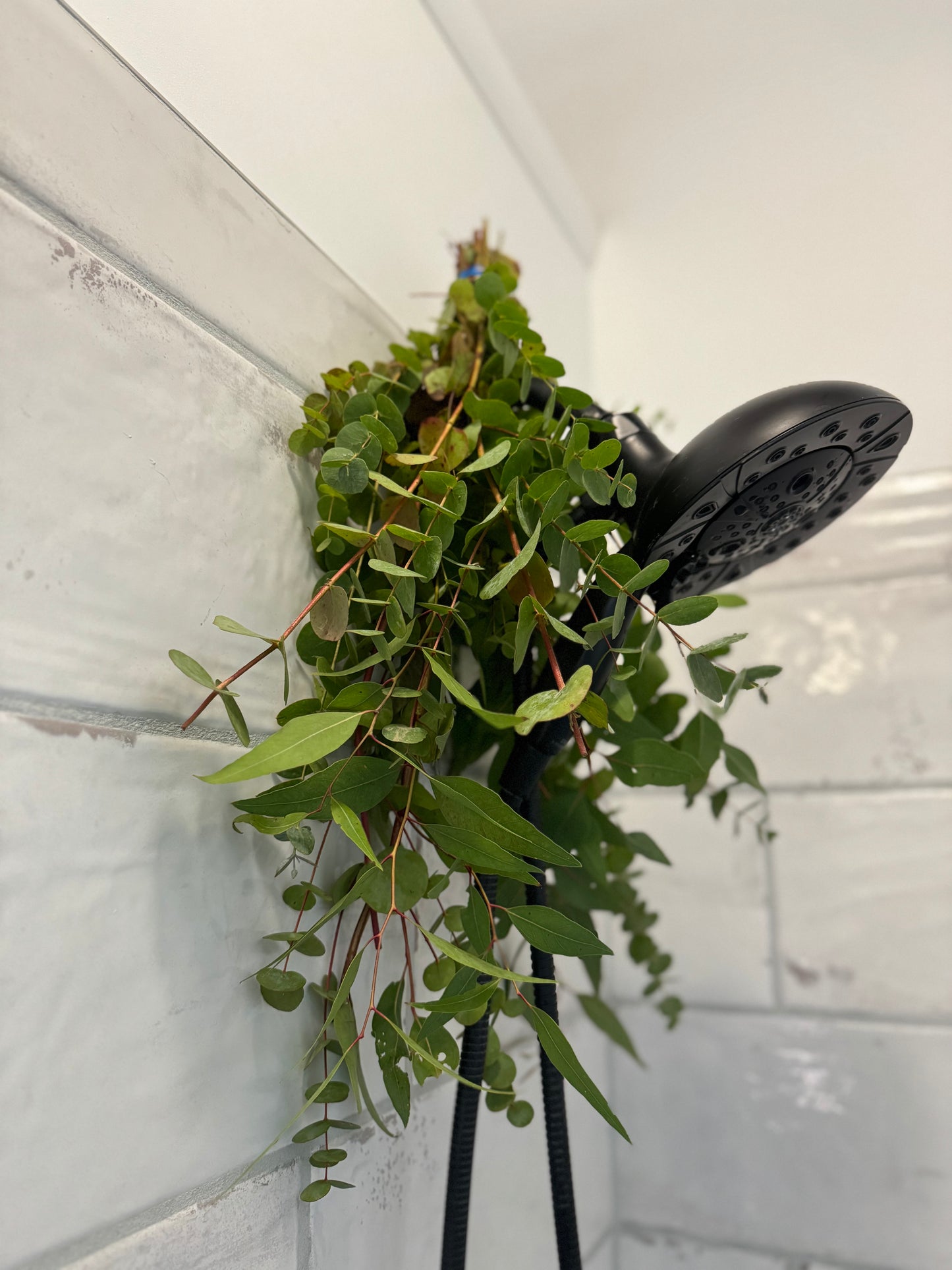 Fresh Eucalyptus Shower Bundle - Local NJ Pick Up