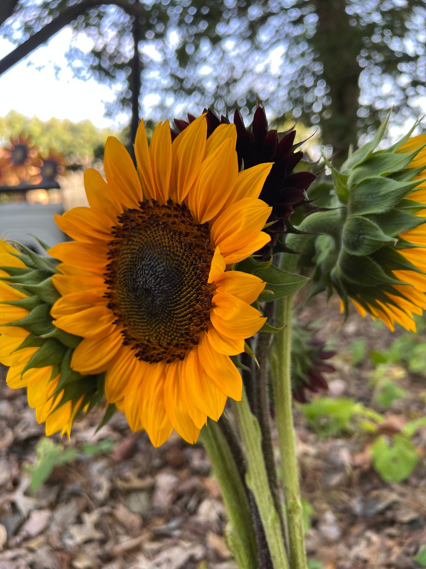 2024 Sunflower Bouquet Share