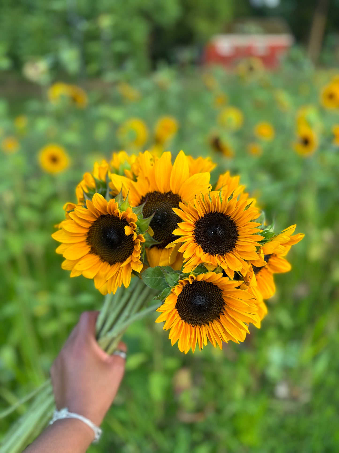 2025 Sunflower Bouquet Share