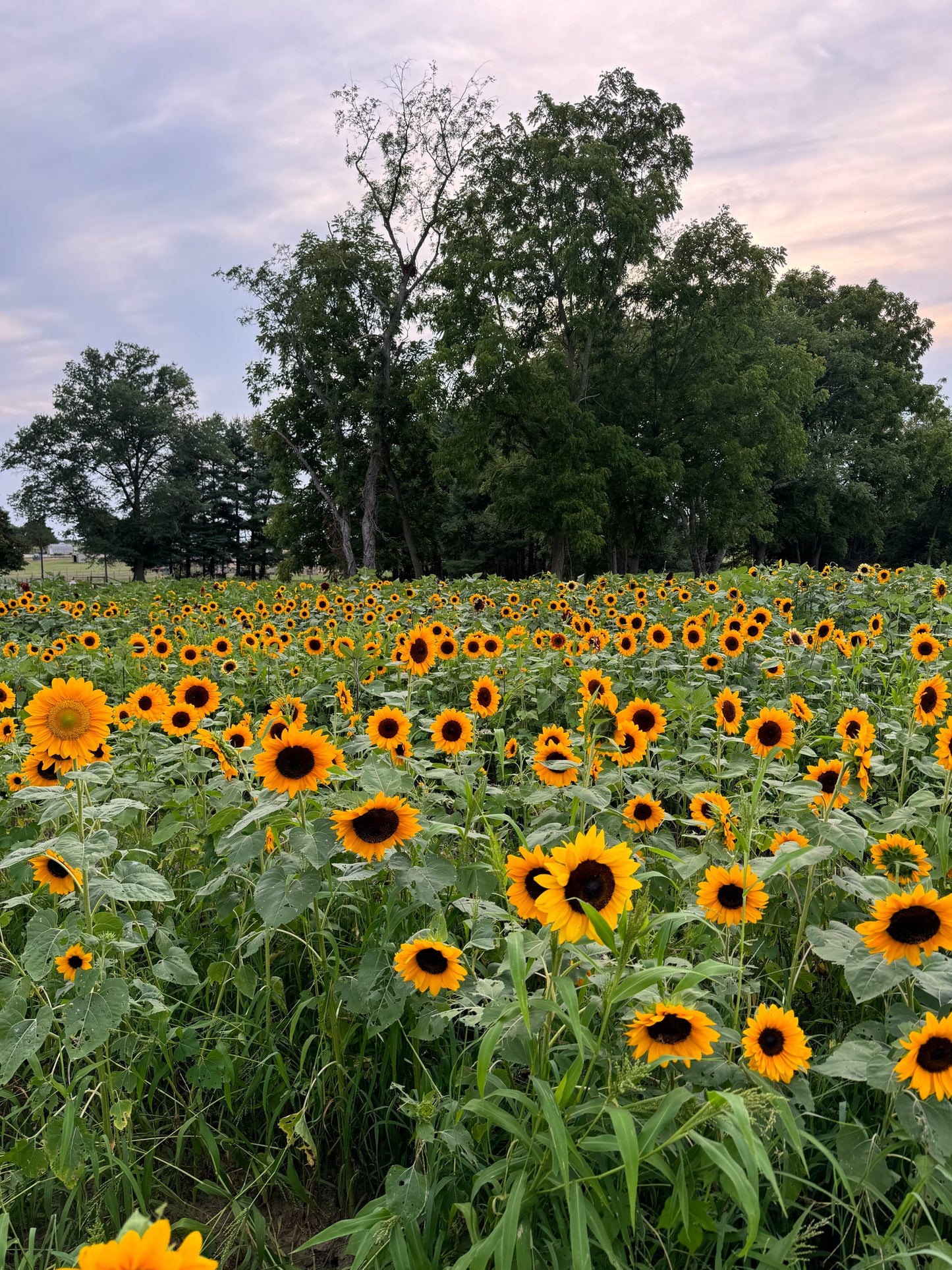 Full Farm Photo Session