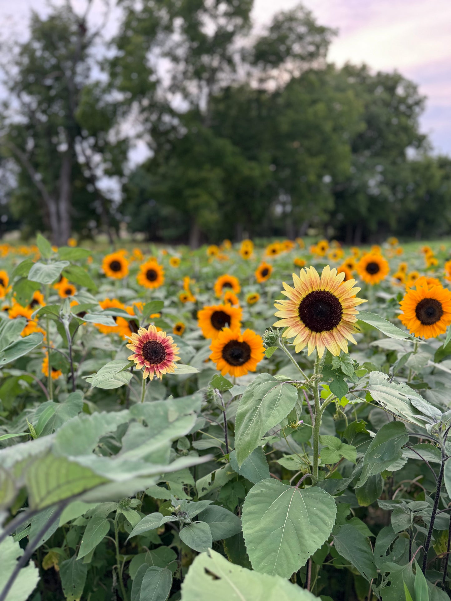 Full Farm Photo Session