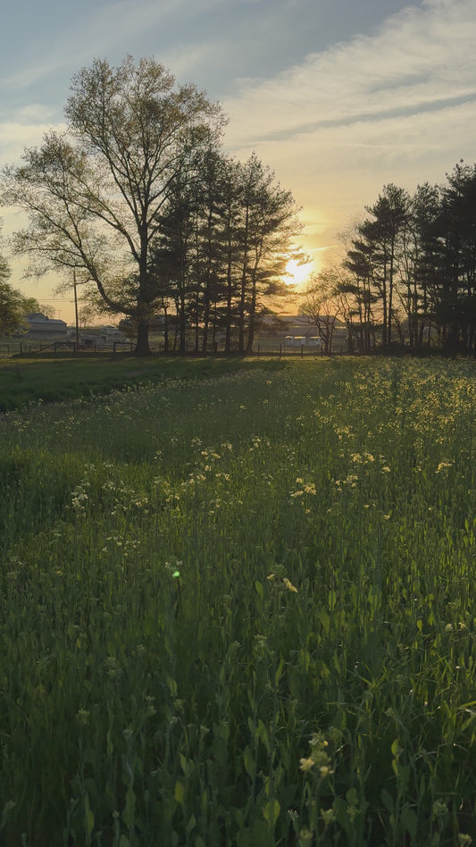 Yellow Mustard Photo Session